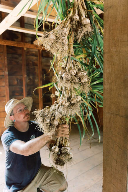 Ein Mann verarbeitet seine Knoblauchernte und bereitet sich darauf vor, sie zu trocknen — Stockfoto