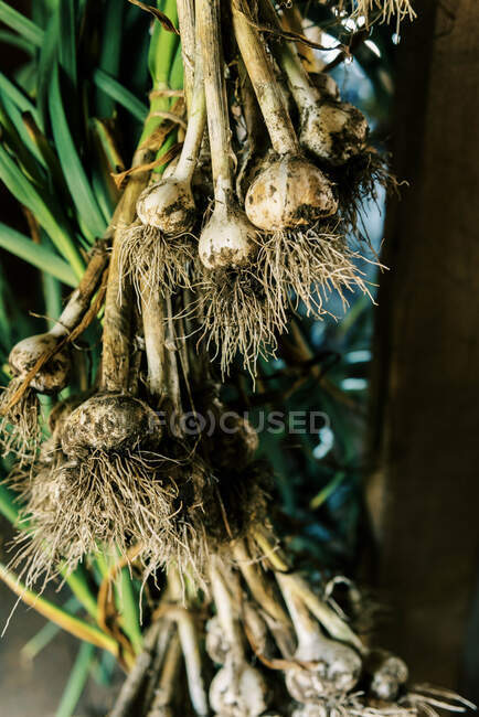 Fresh garlic hung is bushels so it can dry — Stock Photo