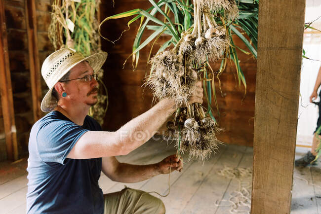 Um homem processando sua colheita de alho e se preparando para secá-la — Fotografia de Stock