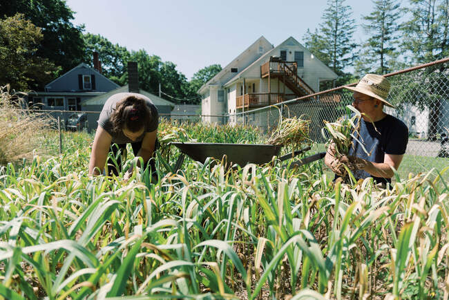 Una coppia che raccoglie l'aglio insieme nel loro orto — Foto stock