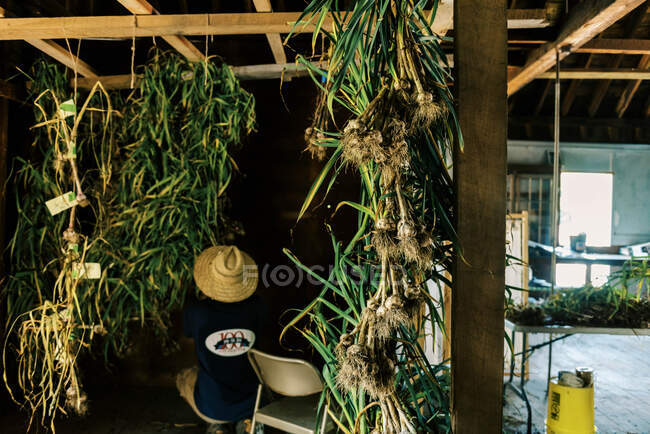 Un homme transformant sa récolte d'ail et se préparant à la sécher — Photo de stock
