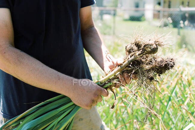 Gros plan d'un homme tenant ses bulbes d'ail fraîchement cueillis — Photo de stock