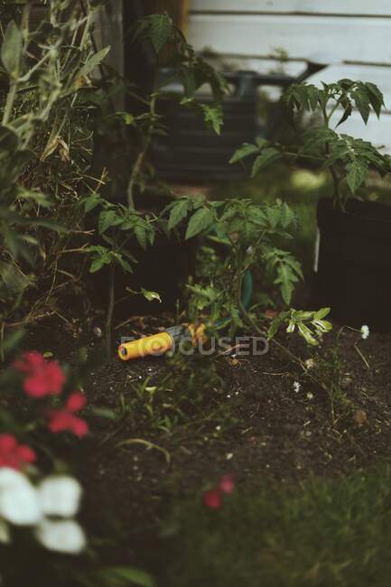 Mangueira amarela que coloca com plantas de tomate no solo — Fotografia de Stock