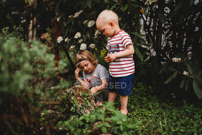 Молодые мальчики ищут в саду жуков летом — стоковое фото
