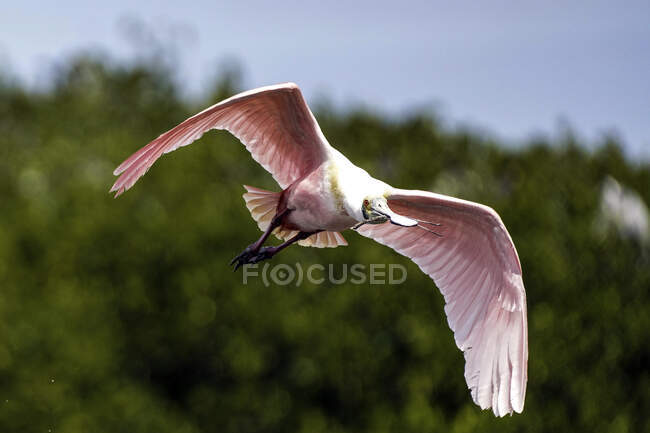 Roseate Spoonbill in volo vicino a Tampa Florida — Foto stock