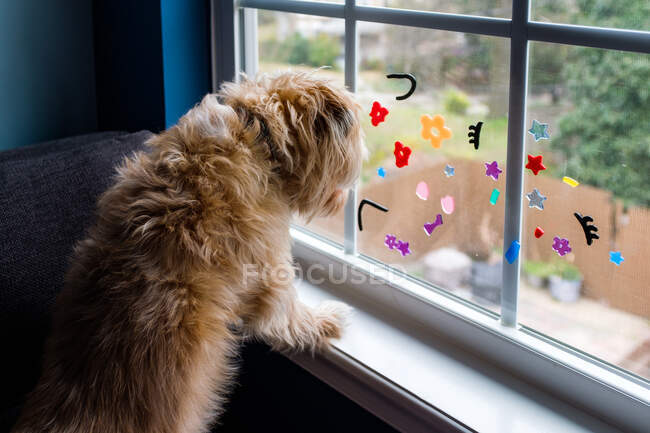 Pequeño perro peludo mira por la ventana con pegatinas para niños - foto de stock