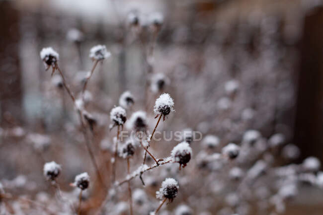 Fleurs couvertes de neige sèche, fond naturel. — Photo de stock