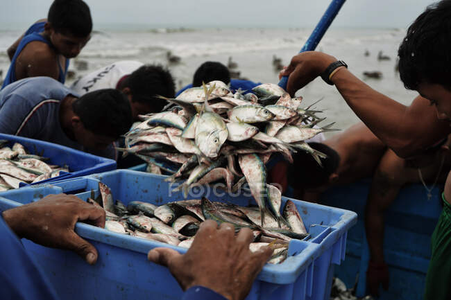 Pescadores poniendo pescado en un cajón - foto de stock