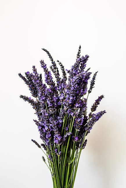 Beautiful lavender flowers on white background — Stock Photo