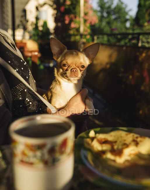 Chihuahua sentado à mesa nos braços do proprietário — Fotografia de Stock