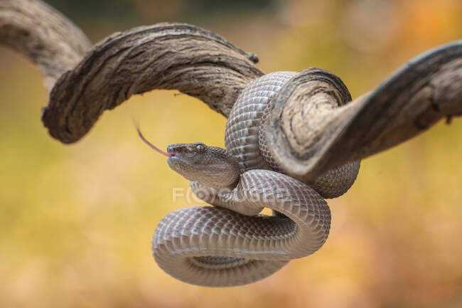 Schlangetier am Baum auf Naturhintergrund — Stockfoto
