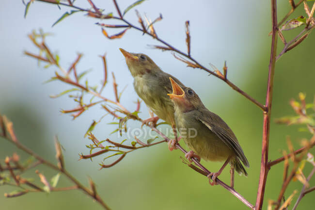 Un primo piano di bellissimi uccelli in habitat naturale — Foto stock
