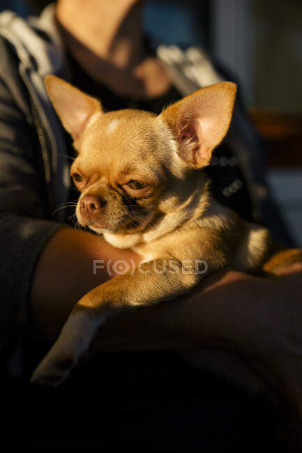 Dog in the arms of the owner — Stock Photo
