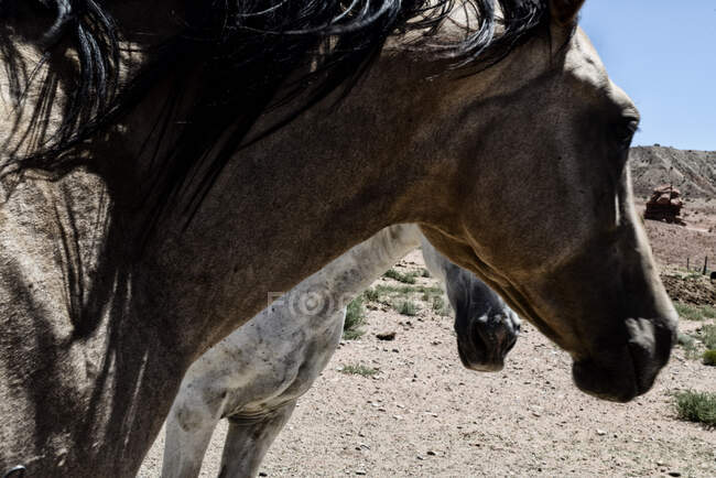 Abstract medium-wide angle of horses in profile (White and Buckskin) — Stock Photo