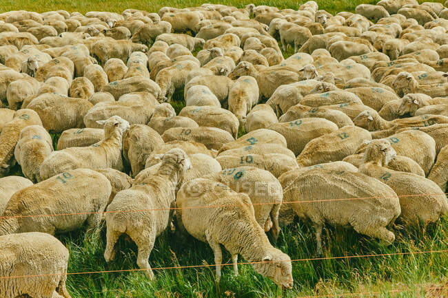 Ovelhas pastando no prado no fundo da natureza — Fotografia de Stock