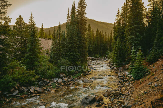 Beautiful small river in mountains.  Colorado — Stock Photo