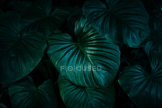 Tropical leaves, summer concept, closeup — Stock Photo