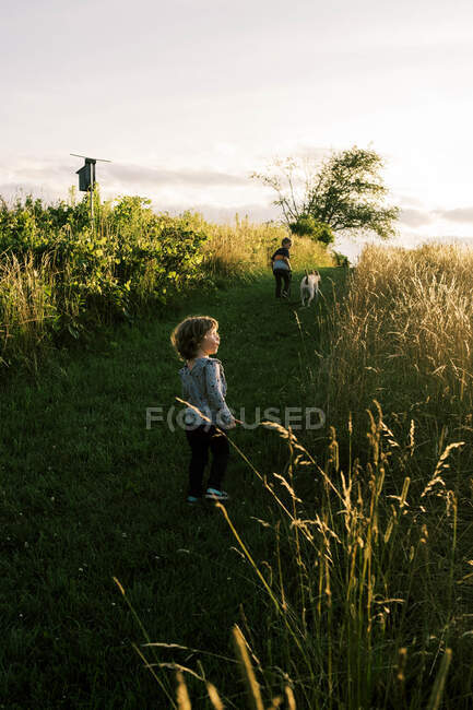 Due bambini che portano il loro cucciolo in una passeggiata serale estiva in un campo — Foto stock