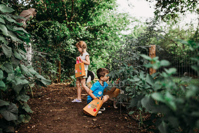 Cute brother and sister  collecting  vegetalbes — Stock Photo