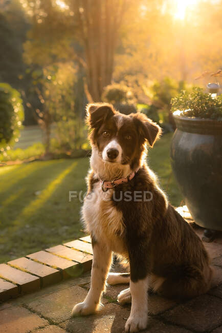 Dog sitting in the park — Stock Photo