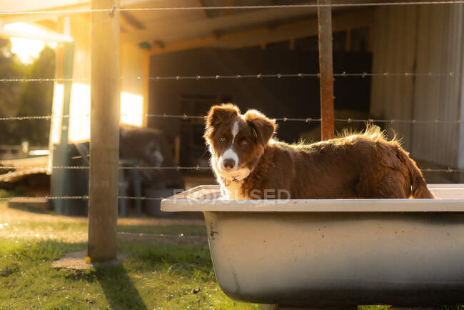 Borda collie filhote de cachorro em um banho na fazenda durante o pôr do sol — Fotografia de Stock