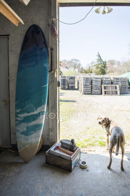 Finished resin artwork surfboard and barn dog at homemade art studio — Stock Photo