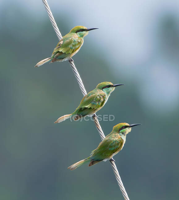 Beija-flor pássaros no fundo da natureza, close up — Fotografia de Stock