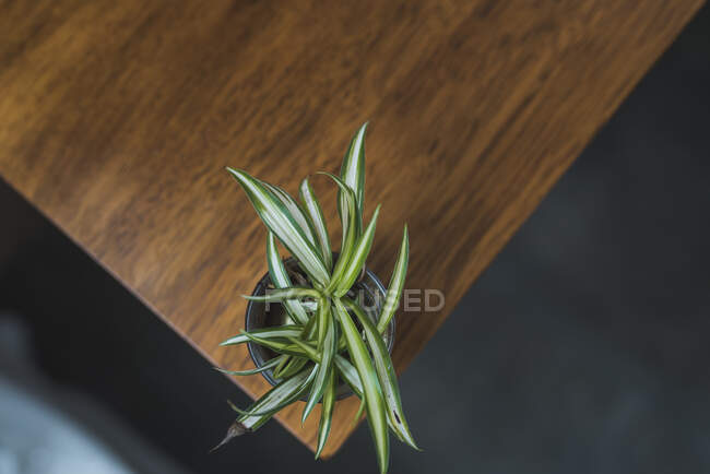 Зеленое растение на углу стола — стоковое фото