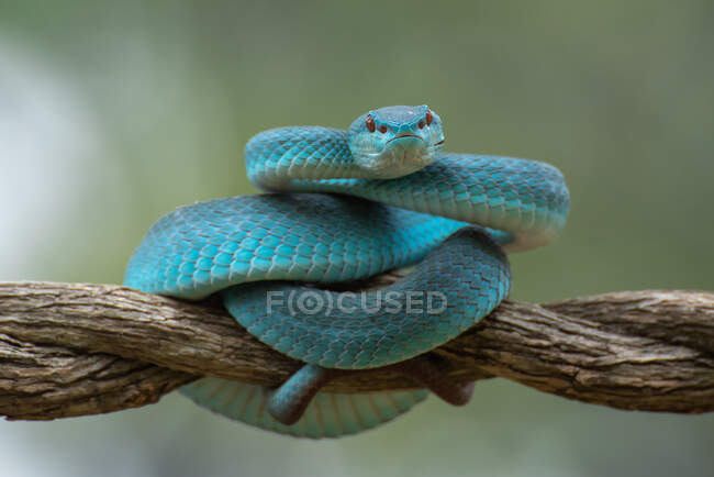 Eine schöne Aufnahme der blauen Schlange auf dem Hintergrund der Natur — Stockfoto