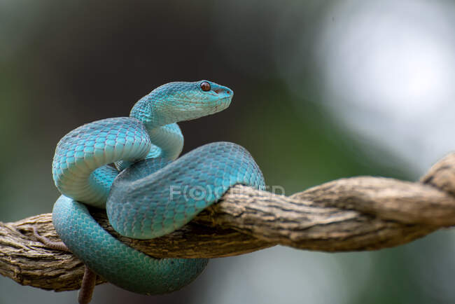 Красивий знімок блакитної змії на фоні природи — стокове фото