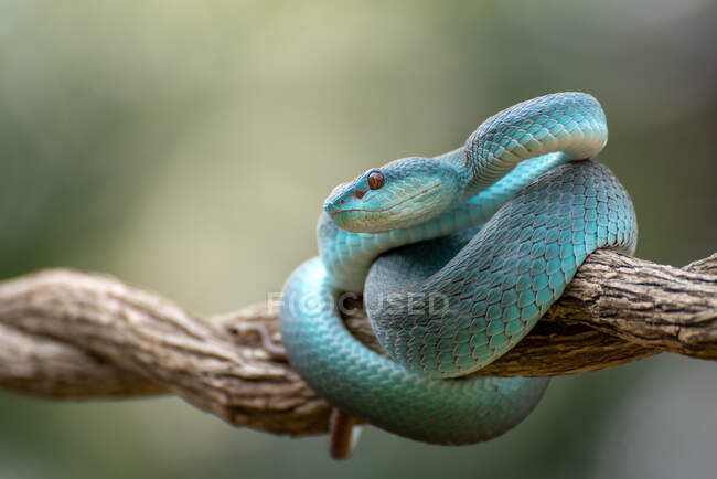 A beautiful shot of blue snake  on nature background — Stock Photo
