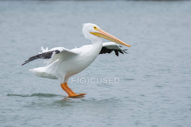 Pássaro pelicano (cygnus occidentalis) no fundo. — Fotografia de Stock