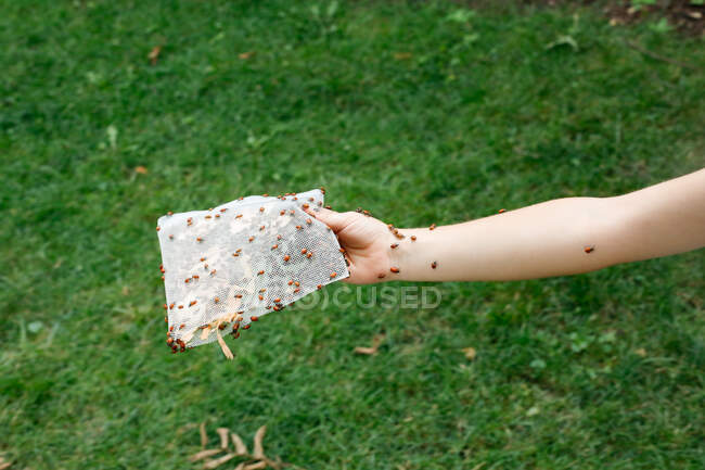 Dezenas de joaninhas no braço de uma criança — Fotografia de Stock