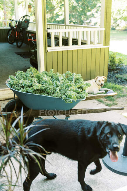 Una carretilla llena de col rizada orgánica del jardín - foto de stock