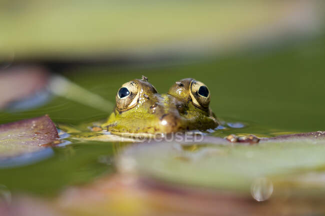 Selective focus of Iberian green frog (Pelophylax perezi), between lily pads. Spain — Stock Photo