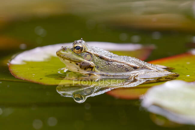 Iberian green frog (Pelophylax perezi), among lily pads. Selective focus. Spain — Stock Photo