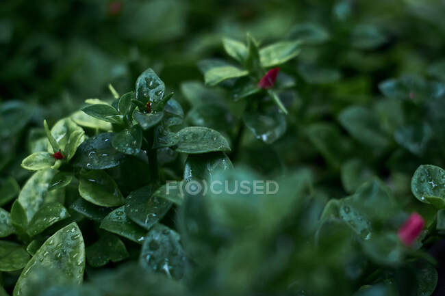 Gotas de chuva empoleiradas em folhas de plantas — Fotografia de Stock
