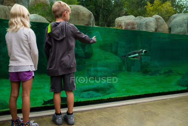 Niño y niña de pie frente al tanque de pingüinos - foto de stock