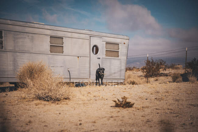 Un cane è vicino a un camper in un deserto, California — Foto stock