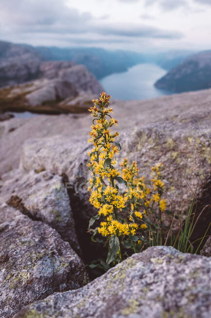 Fleurs jaunes au milieu des rochers avec vue sur les fjords — Photo de stock