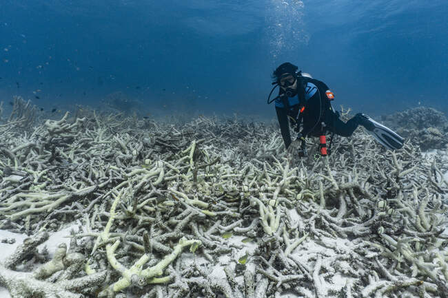 Buceador explorando el coral Stackhorn en el Gran Arrecife de Barrie - foto de stock