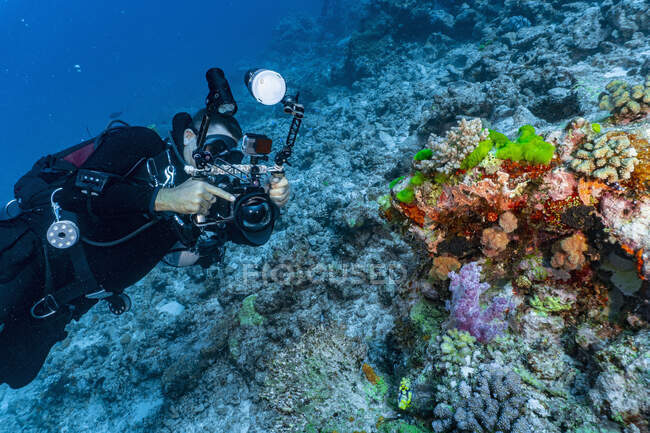 Фотограф, фотографирующий кораллы на Большом Барьерном рифе — стоковое фото