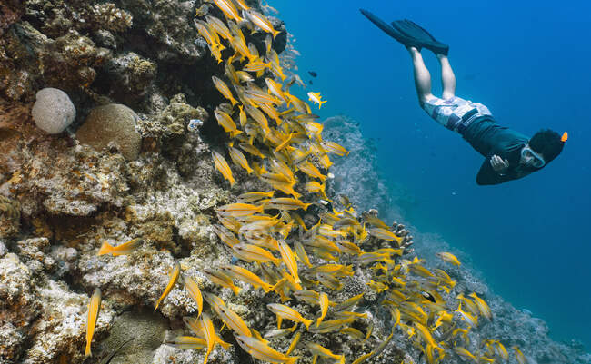 Mergulhador livre olhando para a escola de snapper na Grande Barreira de Corais — Fotografia de Stock