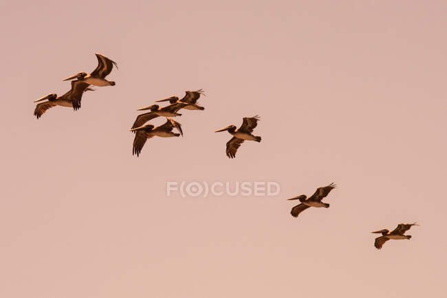California Brown Pelicans fly at dusk — Stock Photo
