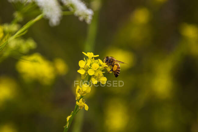 Una abeja occidental poliniza una flor - foto de stock
