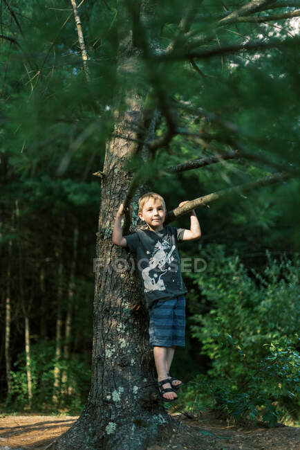 Um menino de cinco anos escalando um pinheiro na floresta — Fotografia de Stock