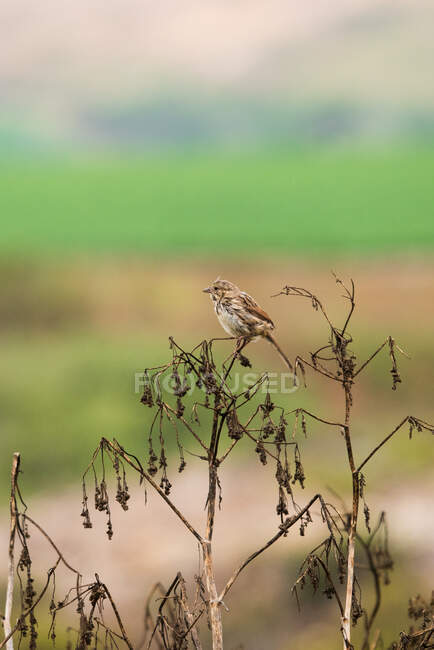 A song sparrow perches on dried out wildflowers — Stock Photo