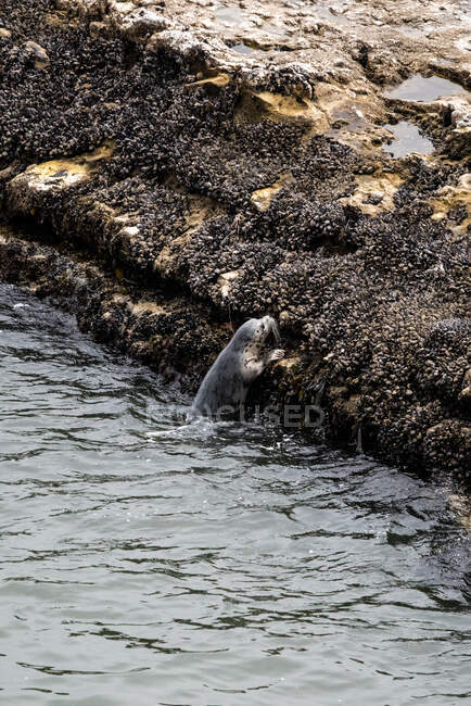 Una foca del puerto pacífico comienza a subir a una roca frente al agua - foto de stock