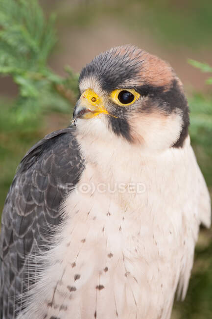Un falco lanterna appollaiato per un ritratto — Foto stock