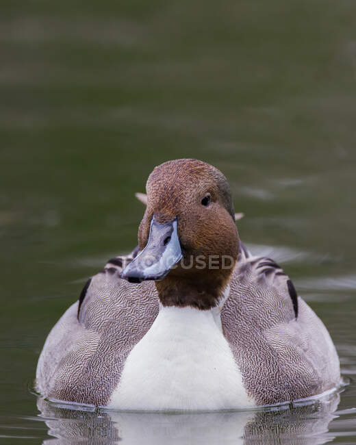 A Northern Pintail Gliding Through the Water — Stock Photo
